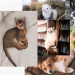 Concours Mondou Calendrier 2020